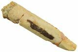 Bargain, Fossil Sauropod Dinosaur (Titanosaur) Tooth - Morocco #298681-1